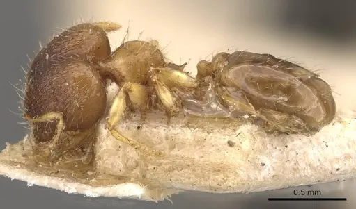 Pheidole perpusilla specimen CASENT0908313 image casent0908313_3