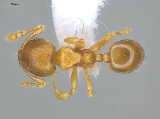Pheidole perpusilla specimen ECOFOG-GAL18-0024-34 image ecofog-gal18-0024-34_1