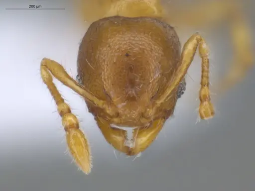 Pheidole perpusilla specimen ECOFOG-GAL18-0024-34 image ecofog-gal18-0024-34_2