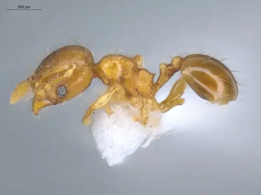 Pheidole perpusilla specimen ECOFOG-GAL18-0024-34 image ecofog-gal18-0024-34_3