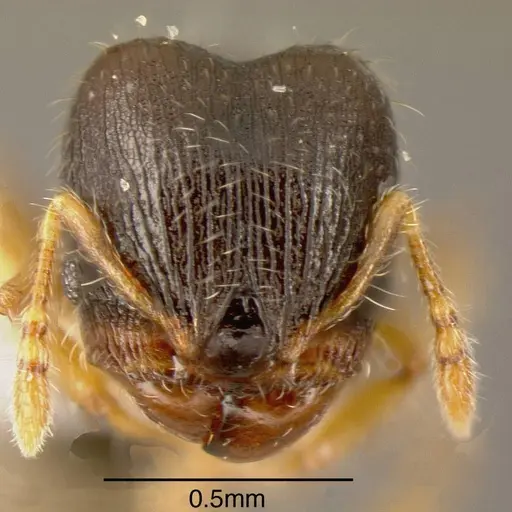 Pheidole perpusilla specimen INBIOCRI001218647 image inbiocri001218647_1