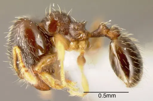 Pheidole perpusilla specimen INBIOCRI001218647 image inbiocri001218647_2