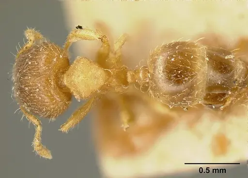 Pheidole perpusilla specimen JTLC000015321 image jtlc000015321_1