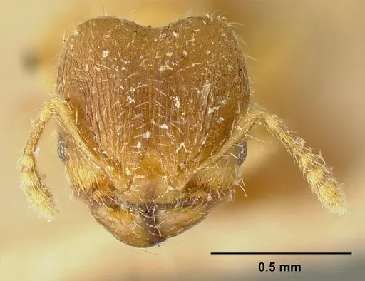 Pheidole perpusilla specimen JTLC000015321 image jtlc000015321_2