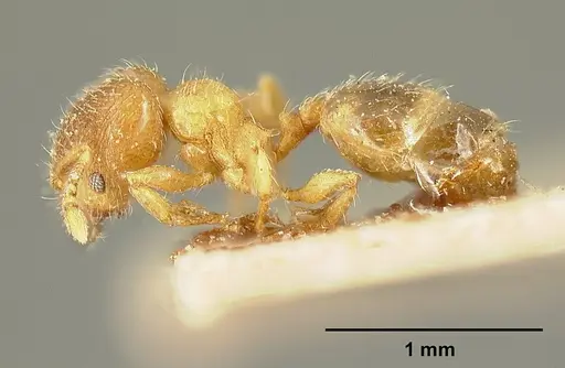 Pheidole perpusilla specimen JTLC000015321 image jtlc000015321_3