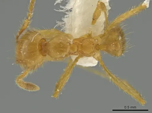 Pheidole perryorum specimen CASENT0645848 image casent0645848_1