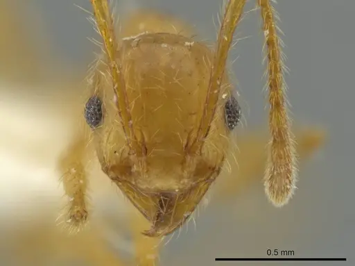 Pheidole perryorum specimen CASENT0645848 image casent0645848_2