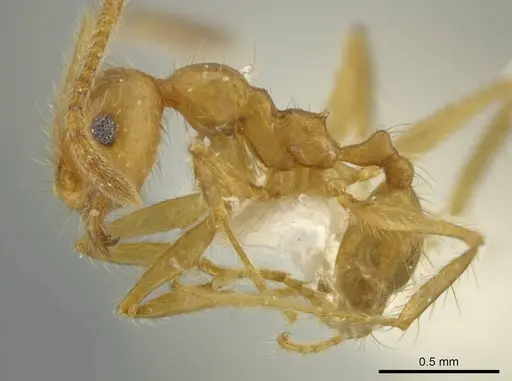 Pheidole perryorum specimen CASENT0645848 image casent0645848_3