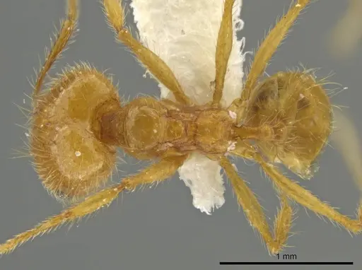 Pheidole perryorum specimen JTLC000016490 image jtlc000016490_1