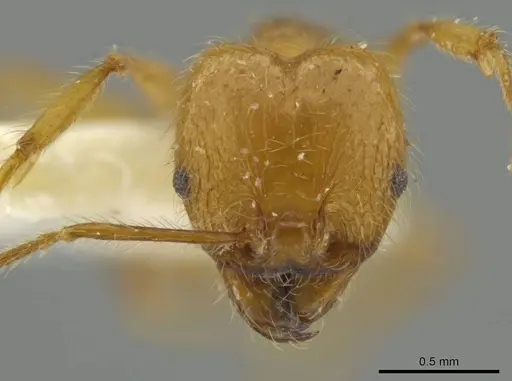Pheidole perryorum specimen JTLC000016490 image jtlc000016490_2