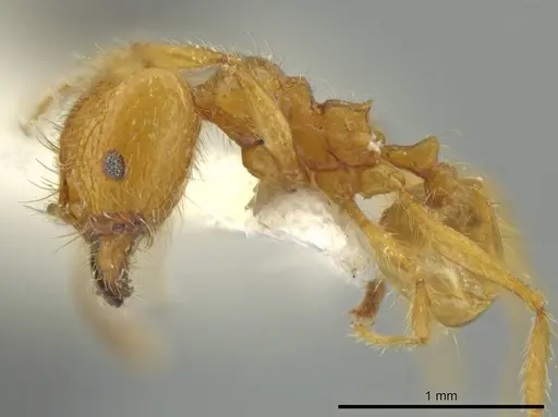 Pheidole perryorum specimen JTLC000016490 image jtlc000016490_3