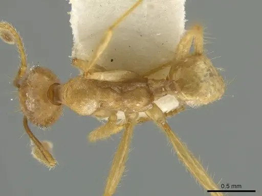 Pheidole peruviana specimen JTLC000016491 image jtlc000016491_1