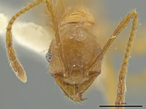 Pheidole peruviana specimen JTLC000016491 image jtlc000016491_2