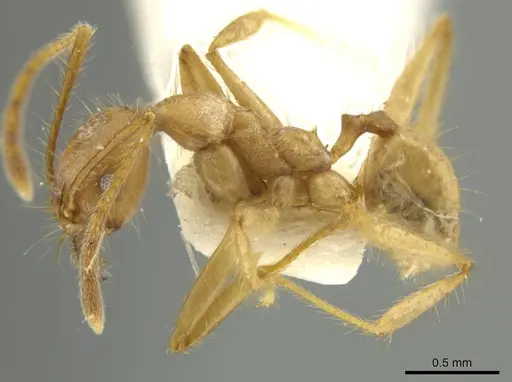 Pheidole peruviana specimen JTLC000016491 image jtlc000016491_3