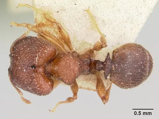 Pheidole petax specimen CASENT0101321 image casent0101321_1