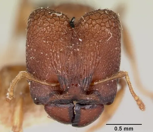 Pheidole petax specimen CASENT0101321 image casent0101321_2