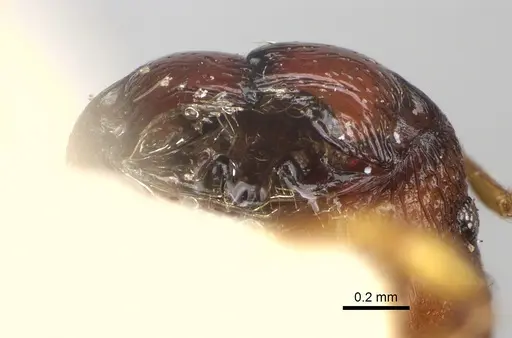 Pheidole petax specimen CASENT0101321 image casent0101321_3