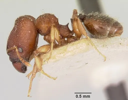 Pheidole petax specimen CASENT0101321 image casent0101321_4