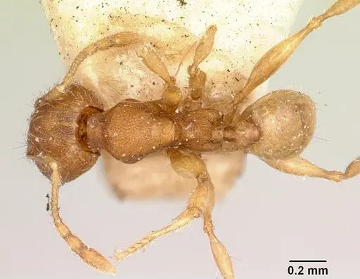 Pheidole petax specimen CASENT0101322 image casent0101322_1