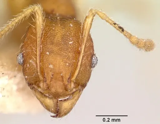 Pheidole petax specimen CASENT0101322 image casent0101322_2