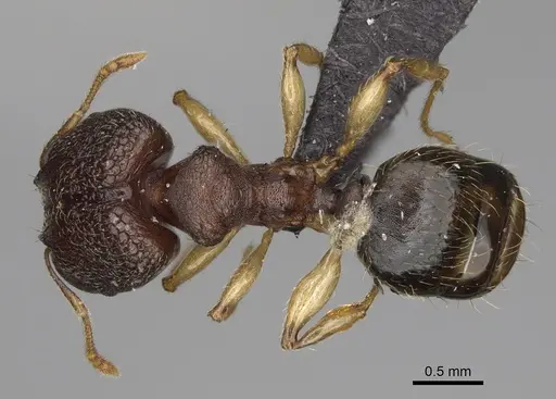 Pheidole petax specimen CASENT0119429 image casent0119429_1
