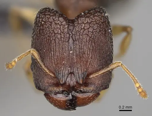 Pheidole petax specimen CASENT0119429 image casent0119429_2