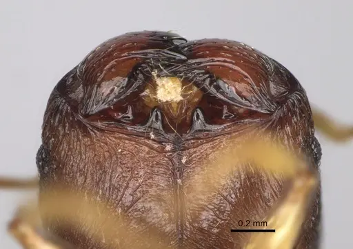Pheidole petax specimen CASENT0119429 image casent0119429_3