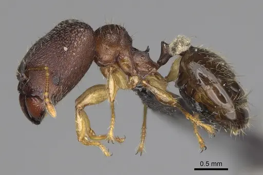 Pheidole petax specimen CASENT0119429 image casent0119429_4