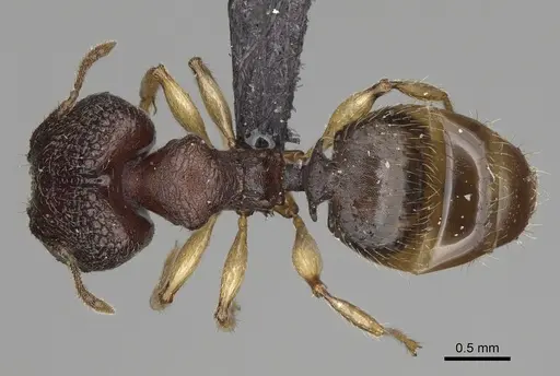 Pheidole petax specimen CASENT0119658 image casent0119658_1