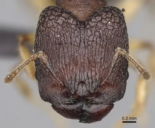 Pheidole petax specimen CASENT0119658 image casent0119658_2