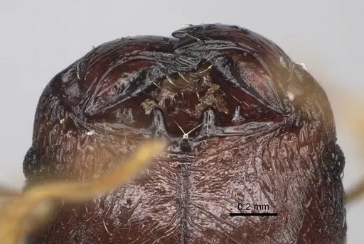 Pheidole petax specimen CASENT0119658 image casent0119658_3