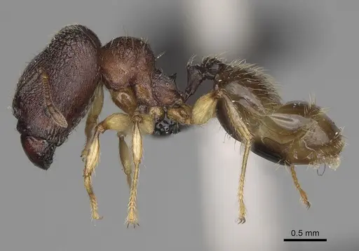 Pheidole petax specimen CASENT0119658 image casent0119658_4