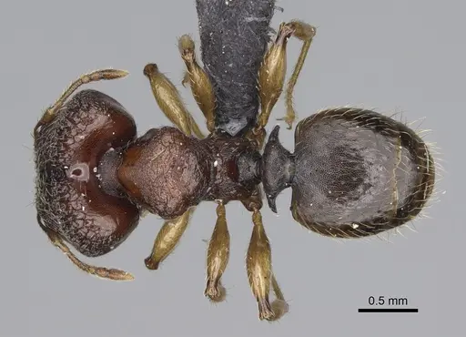 Pheidole petax specimen CASENT0152049 image casent0152049_1