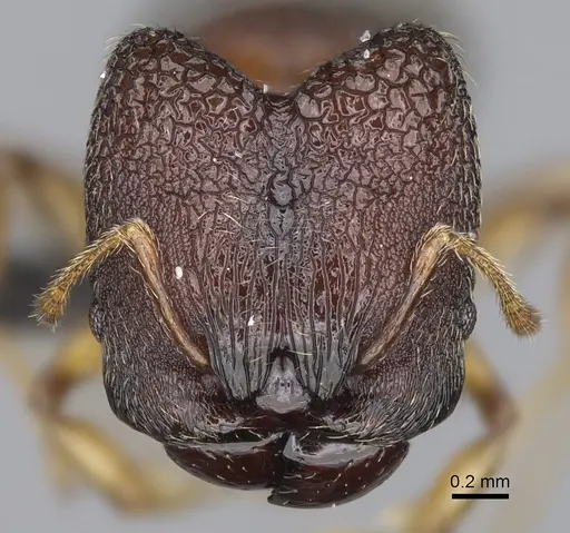 Pheidole petax specimen CASENT0152049 image casent0152049_2