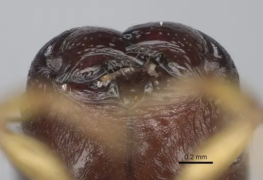Pheidole petax specimen CASENT0152049 image casent0152049_3