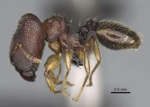 Pheidole petax specimen CASENT0152049 image casent0152049_4