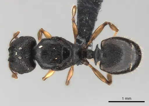 Pheidole petax specimen CASENT0152344 image casent0152344_1