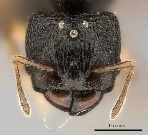 Pheidole petax specimen CASENT0152344 image casent0152344_2