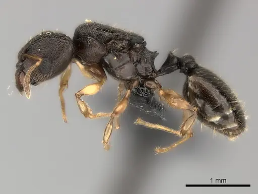 Pheidole petax specimen CASENT0152344 image casent0152344_3