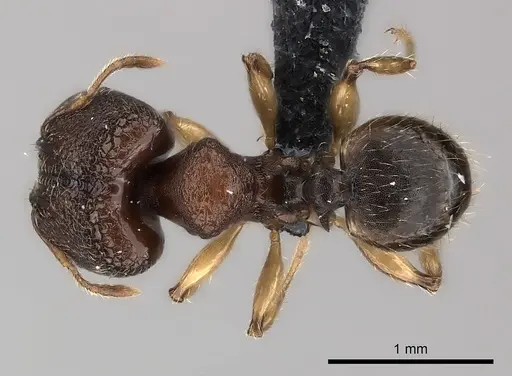 Pheidole petax specimen CASENT0152345 image casent0152345_1