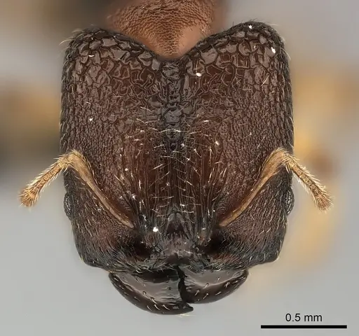 Pheidole petax specimen CASENT0152345 image casent0152345_2