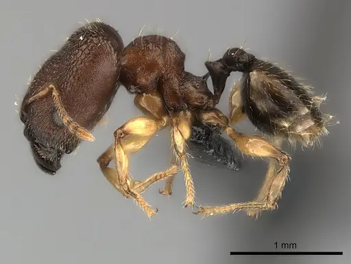 Pheidole petax specimen CASENT0152345 image casent0152345_3