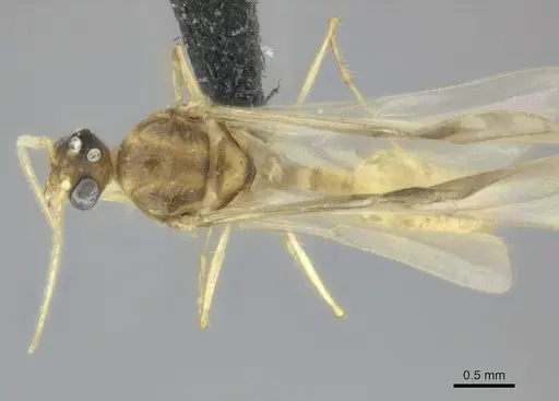 Pheidole petax specimen CASENT0152346 image casent0152346_1