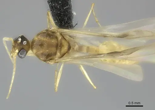 Pheidole petax specimen CASENT0152346 image casent0152346_2