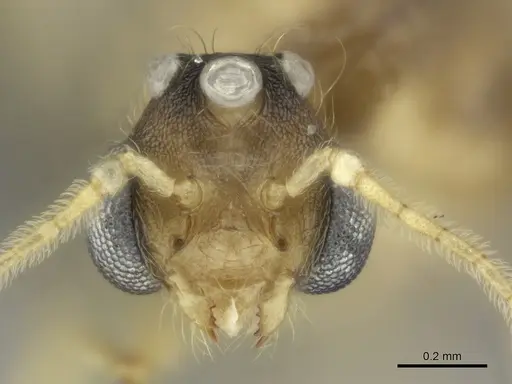 Pheidole petax specimen CASENT0152346 image casent0152346_3