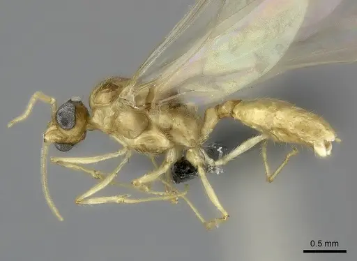 Pheidole petax specimen CASENT0152346 image casent0152346_4