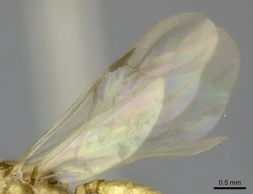 Pheidole petax specimen CASENT0152346 image casent0152346_5