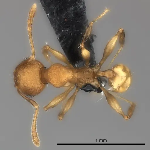 Pheidole petax specimen CASENT0217995 image casent0217995_1