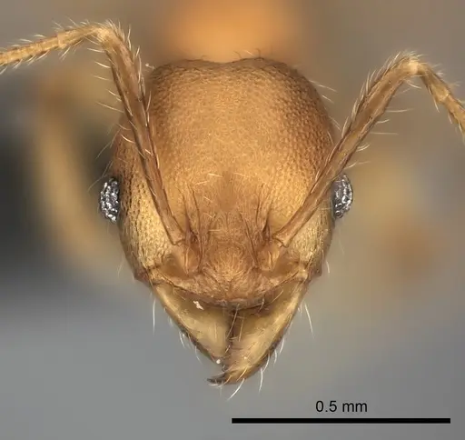 Pheidole petax specimen CASENT0217995 image casent0217995_2