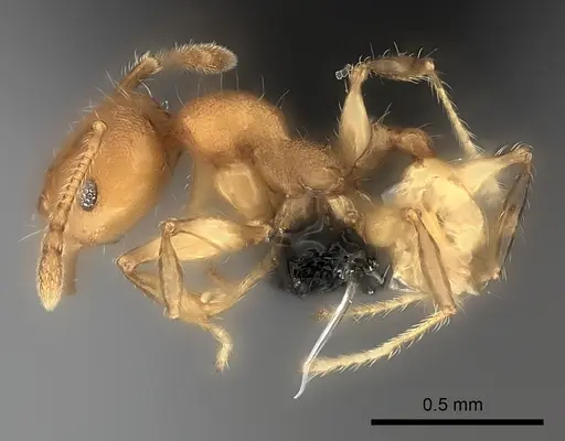 Pheidole petax specimen CASENT0217995 image casent0217995_3